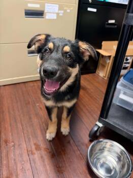 Gloria -  German Shepherd Dog and Shepherd Dog for Adoption in Holly Springs, North Carolina - Gloria | PetCurious