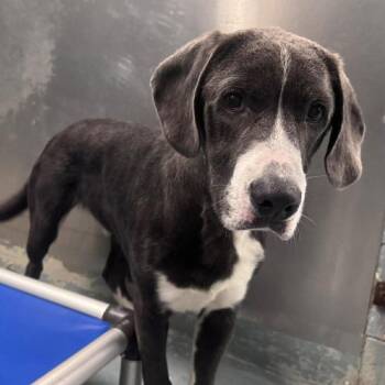 Great Dane Dogs Available for Adoption - Valentino | PetCurious