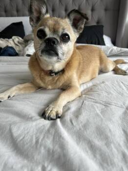 Matteo -  Mixed Breed Dog for Adoption in Exshaw, Alberta - Matteo | PetCurious