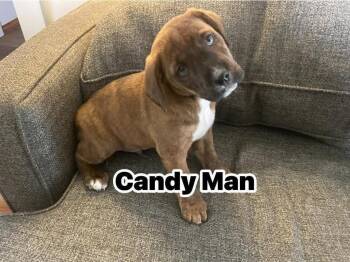 Chiweenie and Chihuahua Dogs Available for Adoption - Candy Man | PetCurious