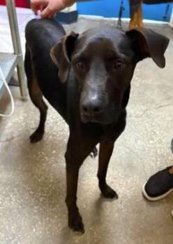Charley -  Mixed Breed Dog for Adoption in Ocala, Florida - Charley | PetCurious