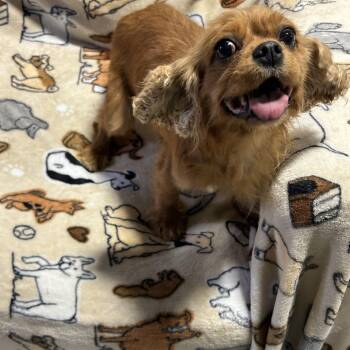 Ronda -  Cavalier King Charles Spaniel Dog for Adoption in Antwerp, Ohio - Ronda | PetCurious