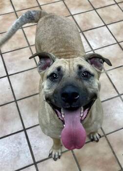 Rescue Mastiff and Mixed Breed Dogs for Adoption in Indianapolis, Indiana - JERRI | PetCurious