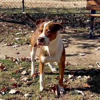 Rescue Mixed Breed Dogs for Adoption in Tunica, Mississippi - Otis | PetCurious