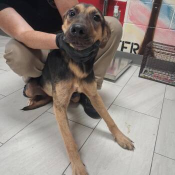Evelyn -  German Shepherd Dog Dog for Adoption in Lufkin, Texas - Evelyn | PetCurious