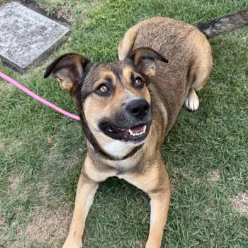 Mona -  Mountain Cur Dog for Adoption in Columbia, South Carolina - Mona | PetCurious