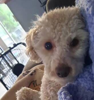 Poodle Dogs Available for Adoption in Cleveland, Ohio - Peanut | PetCurious