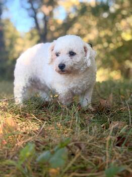 Carmella- Transport -  Bichon Frise Dog for Adoption in Gradyville, Kentucky - Carmella- Transport | PetCurious