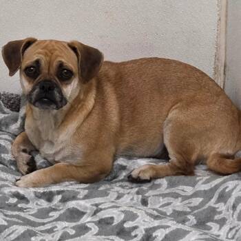 Allison - Chino Hills Location -  Pug and Mixed Breed Dog for Adoption in Chino Hills, California - Allison - Chino Hills Location | PetCurious