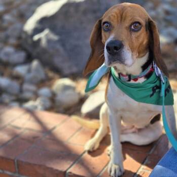 Rescue Beagle Dogs for Adoption in Kansas City, Missouri - Bailey | PetCurious