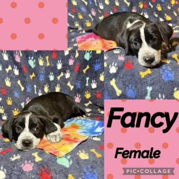 Fancy -  Labrador Retriever Dog for Adoption in Manchester, Connecticut - Fancy | PetCurious