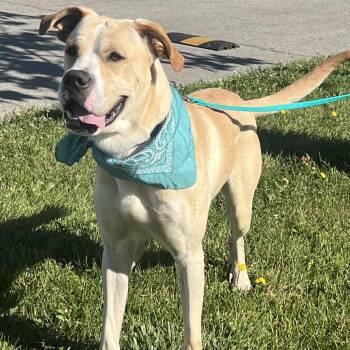 Banner -  Mixed Breed Dog for Adoption in Canal Winchester, Ohio - Banner | PetCurious