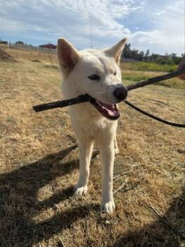 Akita Dogs Available for Adoption - BUBBLES | PetCurious