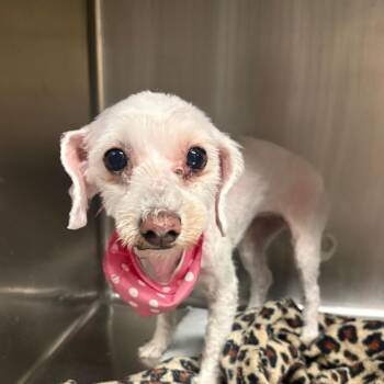 Sienna -  Poodle Dog for Adoption in Yuma, Arizona - Sienna | PetCurious