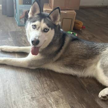 Husky Dogs Available for Adoption in Olathe, Kansas - Zoe | PetCurious