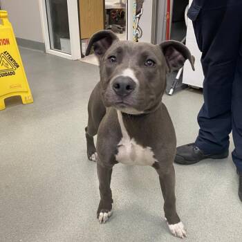 Pit Bull Terrier Dogs Available for Adoption - WAGS-Stray-20803 | PetCurious