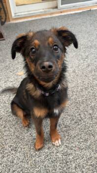 Ti-Loup -  Mixed Breed Dog for Adoption in Winnipeg, Manitoba - Ti-Loup | PetCurious