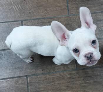 French Bulldog Dogs Available for Adoption - Marcel $750 | PetCurious