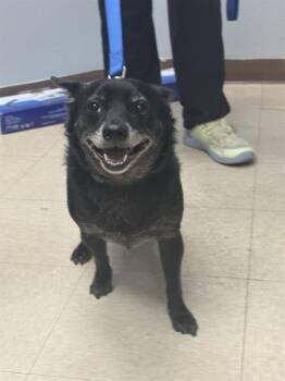 Chihuahua and Mixed Breed Dogs Available for Adoption in Killeen, Texas - KENOBI | PetCurious