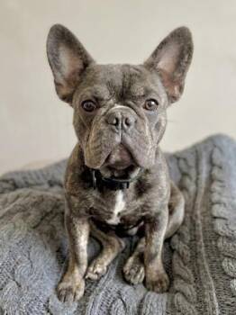 Koda -  Mixed Breed Dog for Adoption in West Chester, Pennsylvania - Koda | PetCurious