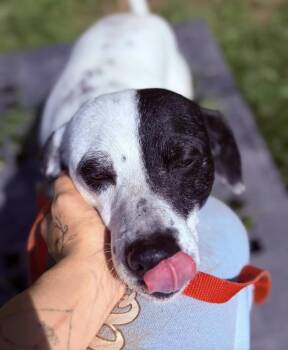 Patches -  Australian Cattle Dog Blue Heeler Dog for Adoption in Towanda, Pennsylvania - Patches | PetCurious