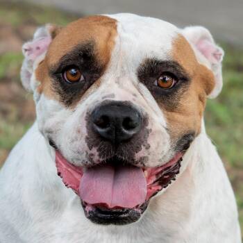 Cleo -  American Bulldog Dog for Adoption in Miami, Florida - Cleo | PetCurious
