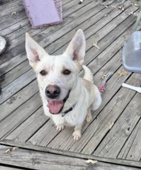 Rescue Labrador Retriever Dogs for Adoption in Manchester, Connecticut - Reign | PetCurious