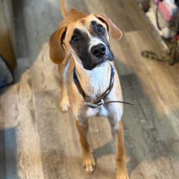 Gator Guy -  Great Dane and Mastiff Dog for Adoption in New Orleans, Louisiana - Gator Guy | PetCurious