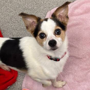 Kona -  Mixed Breed Dog for Adoption in Naperville, Illinois - Kona | PetCurious