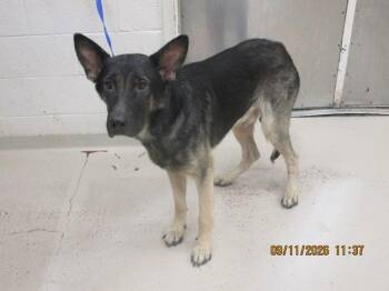 Jax (58) -  German Shepherd Dog Dog for Adoption in Marietta, Georgia - Jax (58) | PetCurious