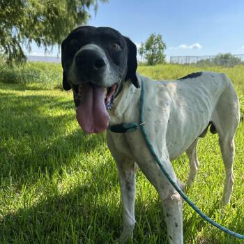 Rescue English Pointer Dogs for Adoption in Pearland, Texas - Blue | PetCurious