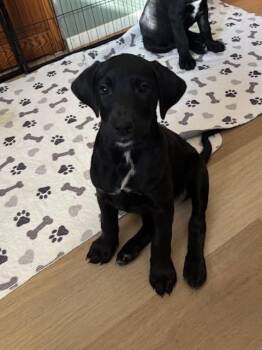 Great Dane Dogs Available for Adoption - Mary Todd Lincoln | PetCurious