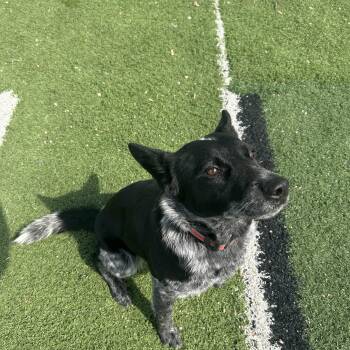 Australian Cattle Dog Blue Heeler Dogs Available for Adoption - Luna | PetCurious