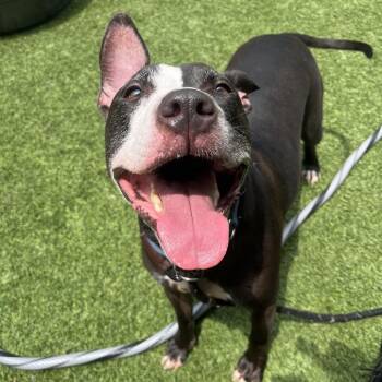 Floki -  Pit Bull Terrier Dog for Adoption in Belleville, Illinois - Floki | PetCurious