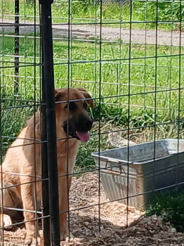 Rescue Affenpinscher Dogs for Adoption in Battle Ground, Washington - BELLA | PetCurious