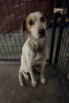Reggie -  Mixed Breed Dog for Adoption in Seneca, Pennsylvania - Reggie | PetCurious