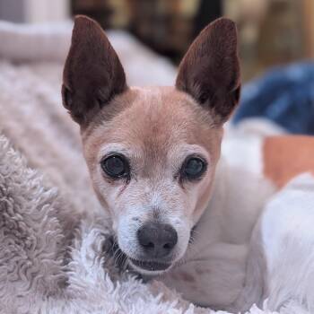 Jack Russell Terrier Dogs Available for Adoption - Chippy | PetCurious