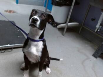 HONEY -  Pit Bull Terrier and Mixed Breed Dog for Adoption in Albuquerque, New Mexico - HONEY | PetCurious