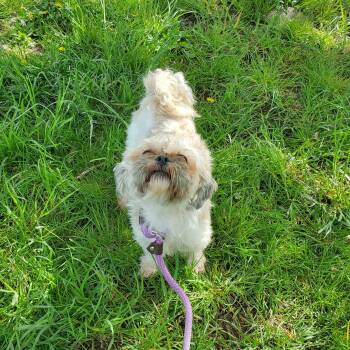 Shih Tzu Dogs Available for Adoption in Jersey City, New Jersey - Marshmellow | PetCurious