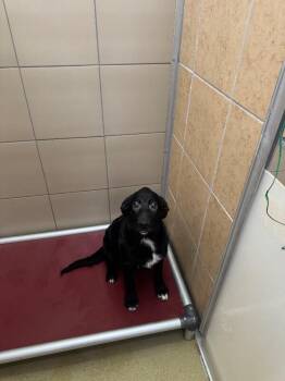 Coney -  Mixed Breed Dog for Adoption in Hobbs, New Mexico - Coney | PetCurious
