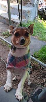 Rat Terrier Dogs Available for Adoption - Tootsie | PetCurious