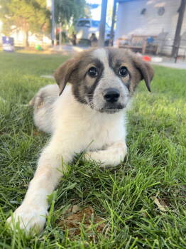 Rescue Australian Shepherd Dogs for Adoption in Cottonwood Heights, Utah - Kindee | PetCurious
