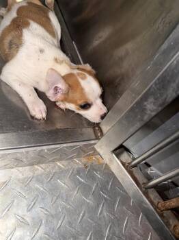 ANDREW -  Mixed Breed Dog for Adoption in Dallas, Texas - ANDREW | PetCurious