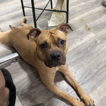 Honey -  Mixed Breed Dog for Adoption in Saskatoon, Saskatchewan - Honey | PetCurious