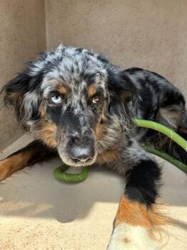 A477351 -  Australian Shepherd and Mixed Breed Dog for Adoption in Oklahoma City, Oklahoma - A477351 | PetCurious