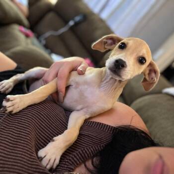 Cletus -  Beagle Dog for Adoption in Crosby, Texas - Cletus | PetCurious
