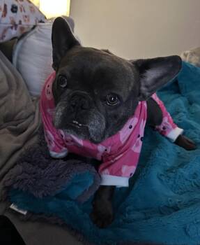 Rescue French Bulldog Dogs for Adoption in Benbrook, Texas - Ginny | PetCurious