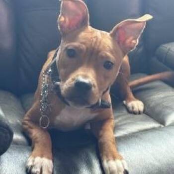 Remi -  Mixed Breed Dog for Adoption in Galveston, Texas - Remi | PetCurious