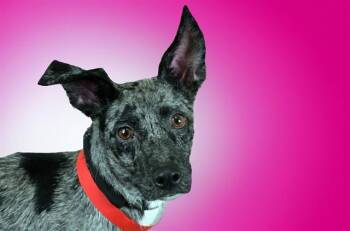 YUMI -  Catahoula Leopard Dog and Mixed Breed Dog for Adoption in Fort Lauderdale, Florida - YUMI | PetCurious