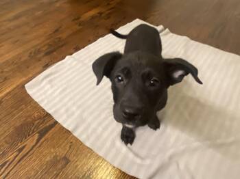 Rescue German Shepherd Dog Dogs for Adoption in Los Angeles, California - Maize | PetCurious